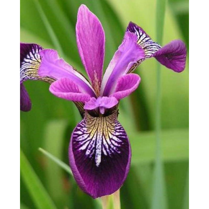 Iris versicolor Kermesina