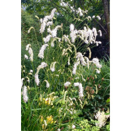 Sanguisorba tenuifolia korean snow