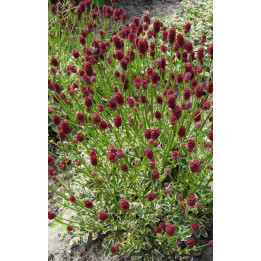 Sanguisorba Little Angel