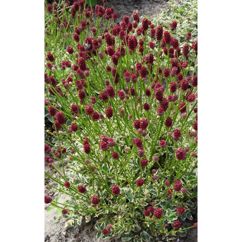 Sanguisorba Little Angel