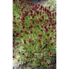 Sanguisorba minor Little Angel