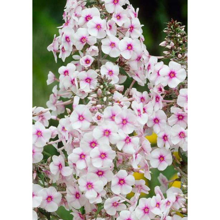 Phlox maculata Delta