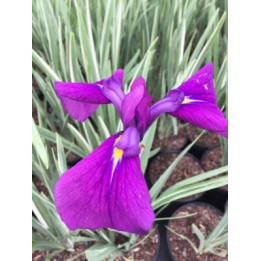 Iris ensata Variegata