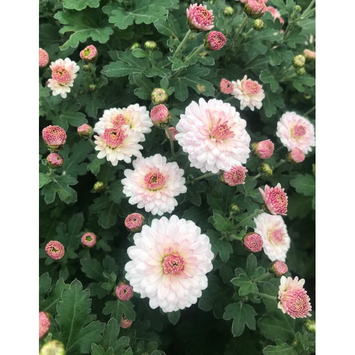 Chrysanthemum Julia