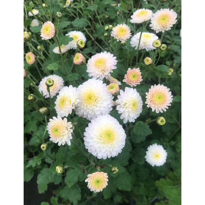 Chrysanthemum White Bouquet