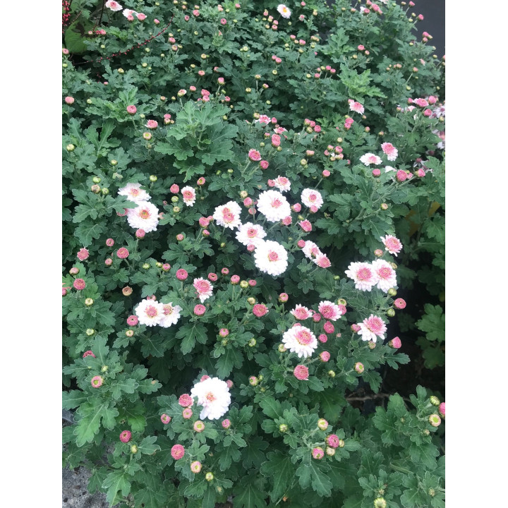 Chrysanthemum Julia