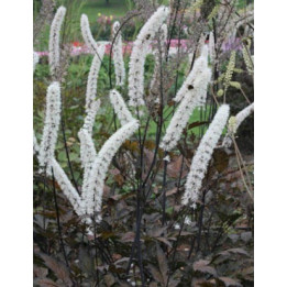 Cimicifuga simplex Brunette