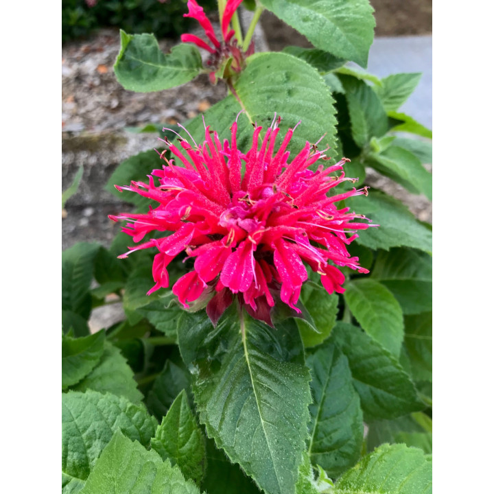 Fleurs de la Monarda Bee Happy
