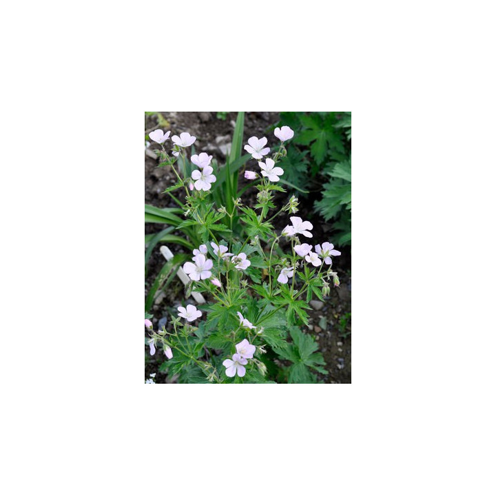 Geranium sylvaticum Baker's Pink
