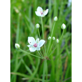 Butomus umbellatus Schneeweisschen
