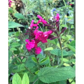 Salvia involucrata Mulberry Jam 