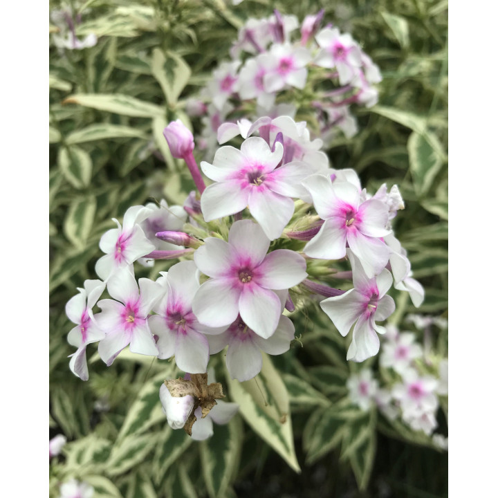 Phlox paniculata Nora Leigh