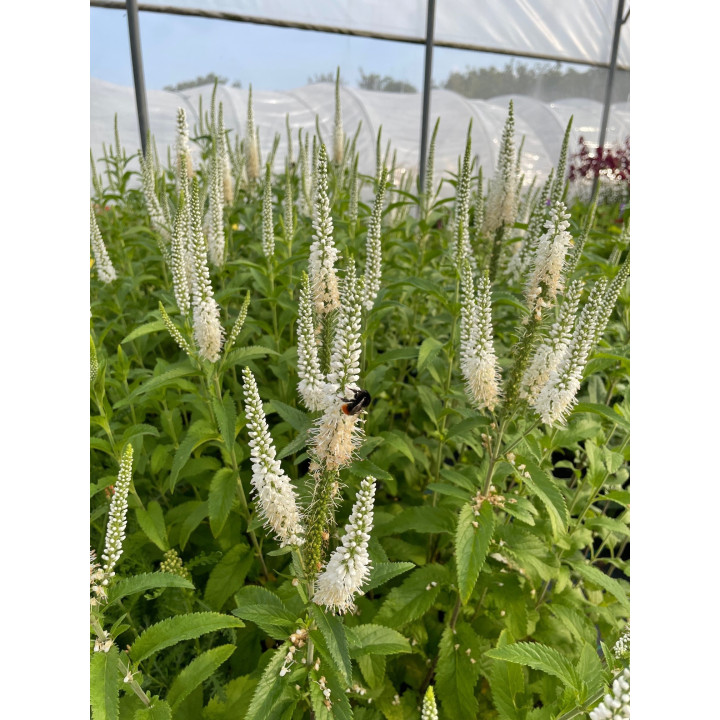 Veronica White Jolanda 