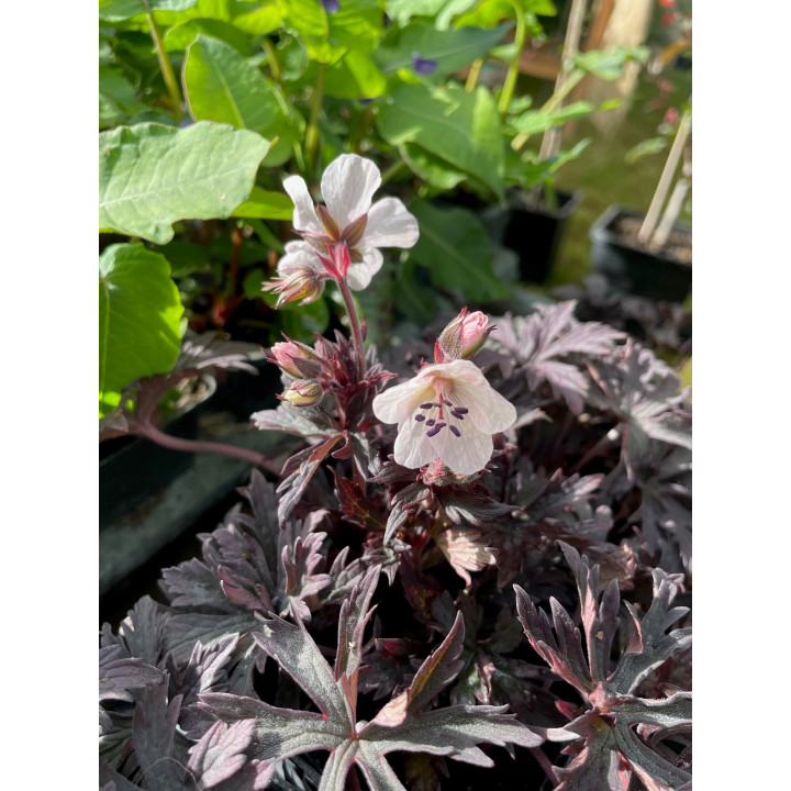 Geranium pratense Black n' White Army