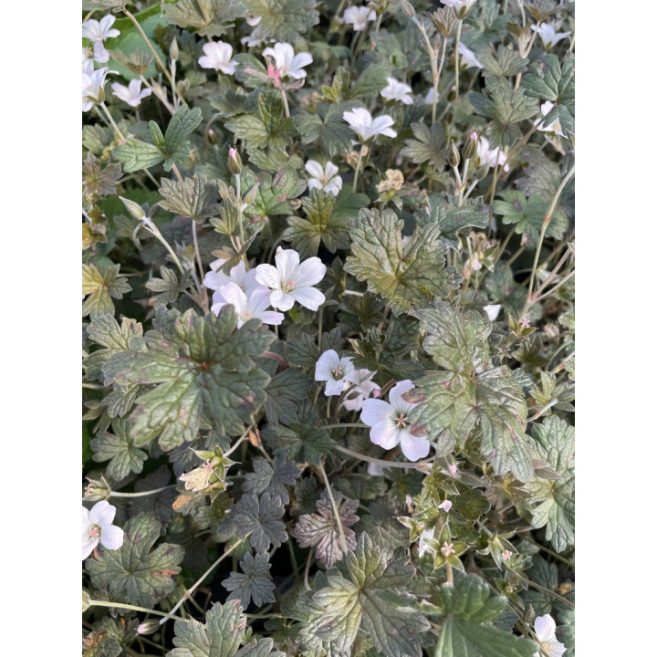 Geranium Rothbury Red