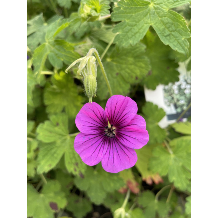 Geranium Matu vu