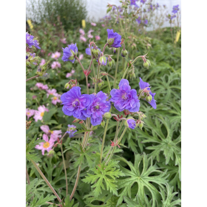 Geranium pratense Azure Skies