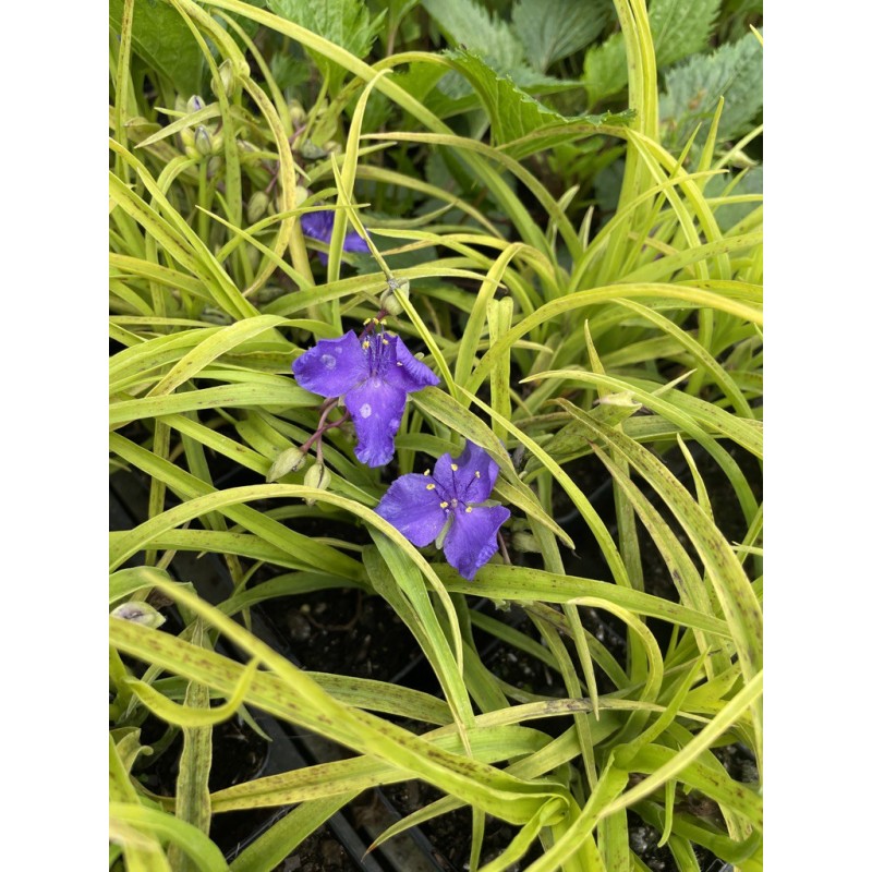 Tradescantia Violet Hill - Lot De 2 Plantes D'intérieur Suspendues, Purificatrices D'air, 10-20 Cm, Pot 12 Cm