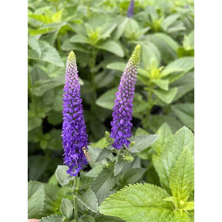 Fleurs de la Veronica longifolia First Match