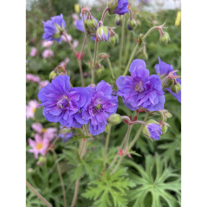 Geranium pratense Azure Skies