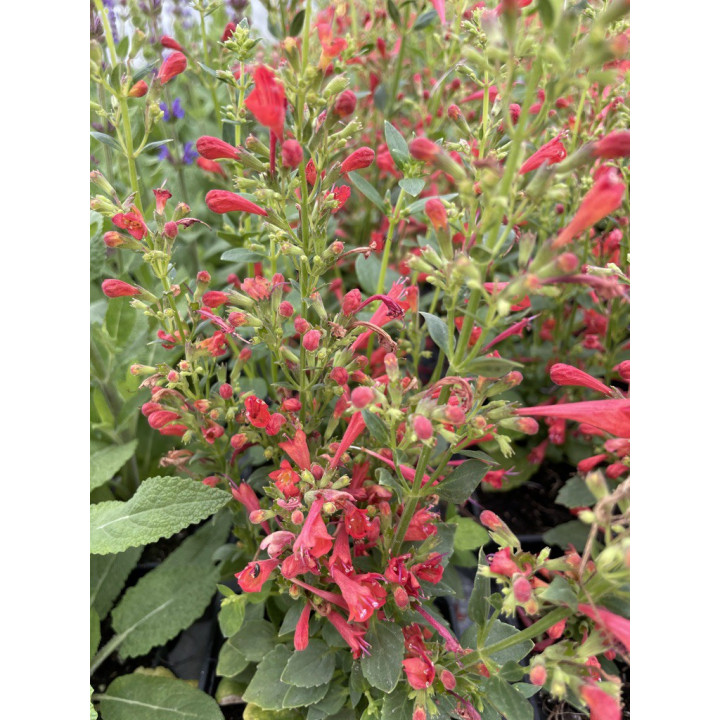 Agastache Kudos Red