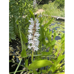 Pontederia cordata alba - Pontédérie à feuilles en coeur