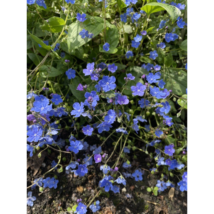 Omphalodes cappadocica Cherry Ingram
