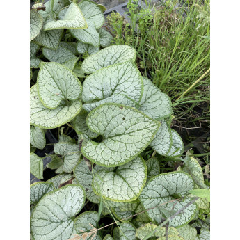 Brunnera macrophylla Silver Heart Brunnera macrophylla Silver Heart