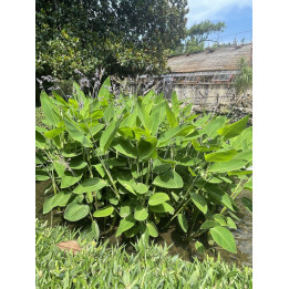 Thalia dealbata - Thalie blanchie