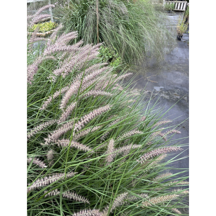 Pennisetum orientale Karley rose