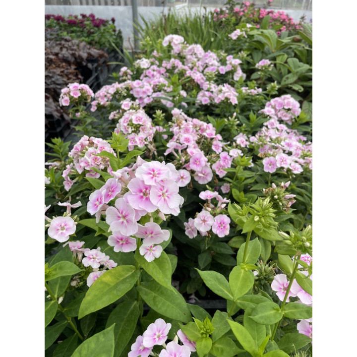 Fleurs du Phlox paniculata Younique Bicolor