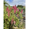 Sanguisorba Can Be Raspberry