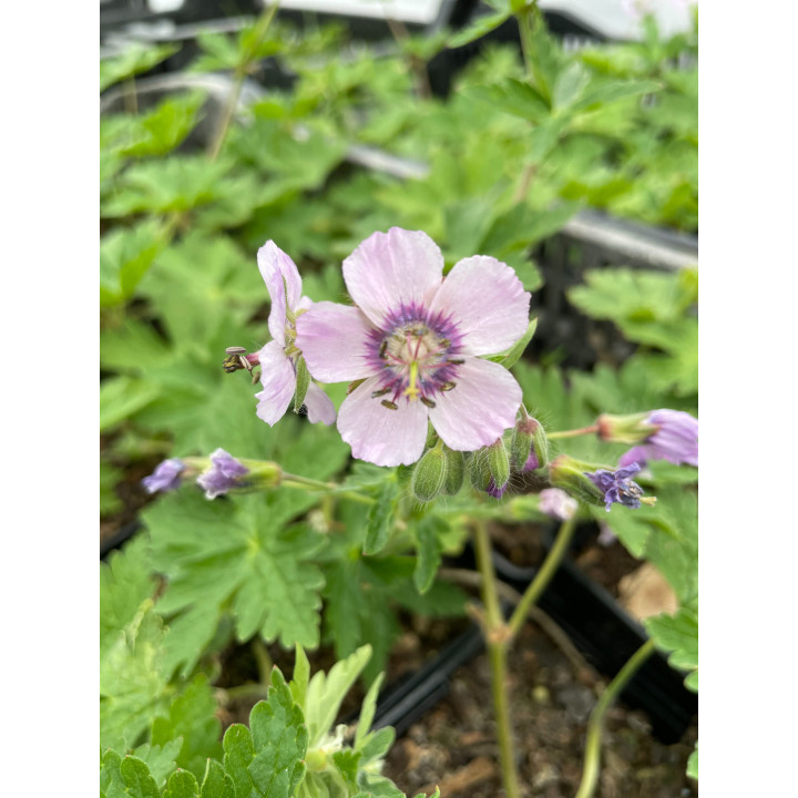 Geranium phaeum Wendy's Blush