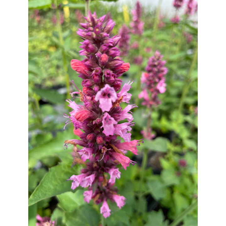 Agastache Danish Delight