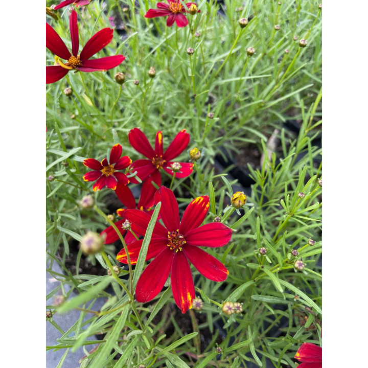 Coreopsis verticillata Ladybird