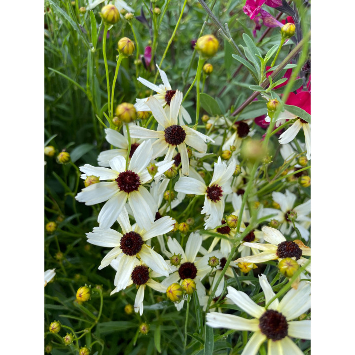 Fleurs du Coreopsis verticillata Fools Gold