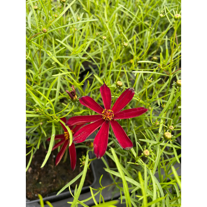 Fleurs du Coreopsis verticillata Hot Paprika