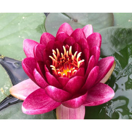 Nymphaea Perry Almost Black
