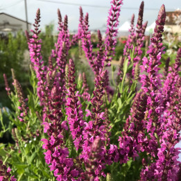 Salvia nemorosa Pink Beauty 