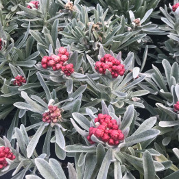 Helichrysum Ruby Cluster