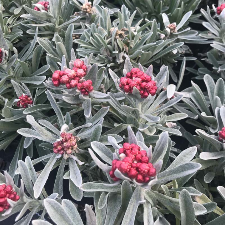 Helichrysum Ruby Cluster