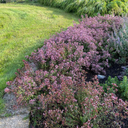 Origanum laevigatum Herrenhausen en massif