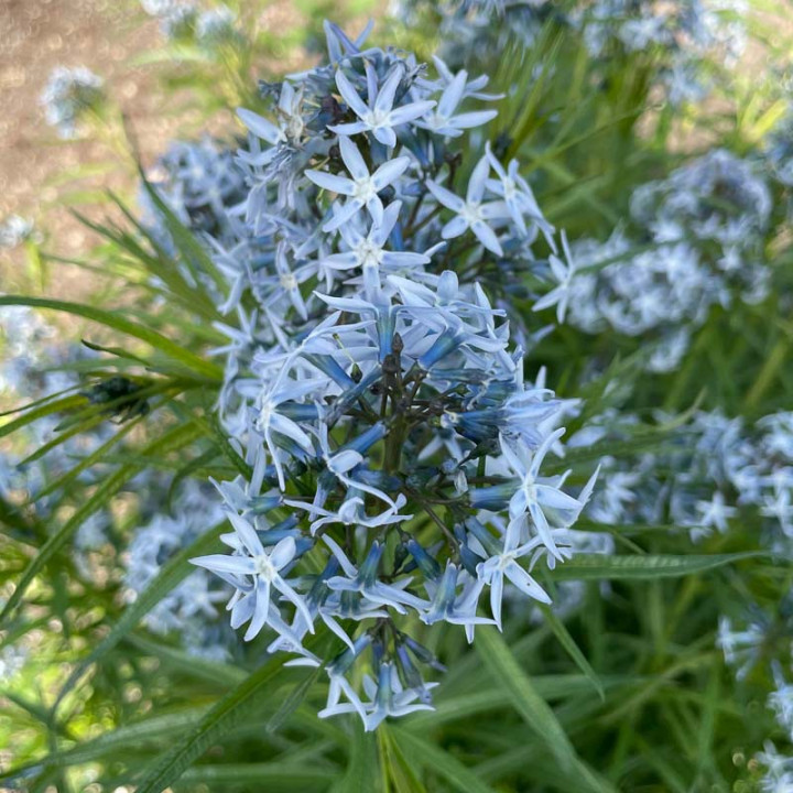 Amsonia ciliata