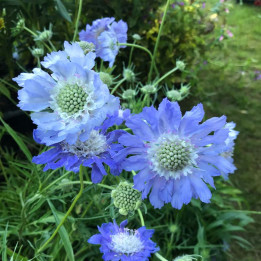 Scabiosa caucasica Stafa