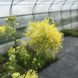Thalictrum Tukker Princess