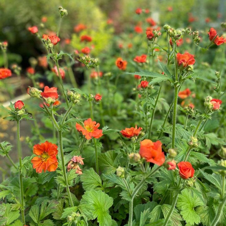 Geum Totally Tangerine