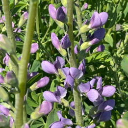 Baptisia australis Blueberry Sundae