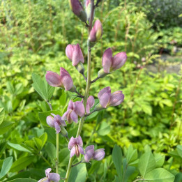 Baptisia Decadence Pink Truffles - Floraison