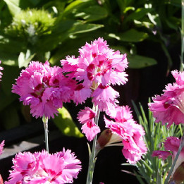 Dianthus plumarius Maggie