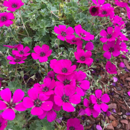 Geranium Jolly Jewel Red